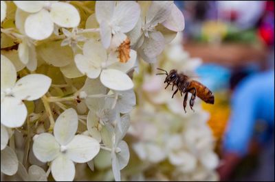 Close-up of bee on white flowers