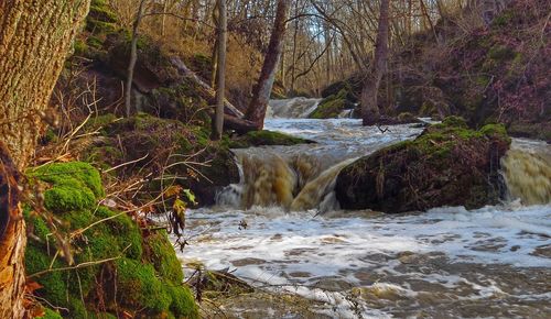 River flowing through rocks in forest