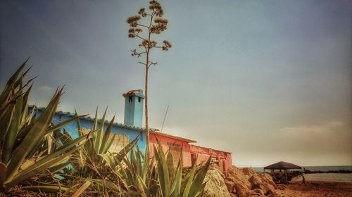 Plants against sky