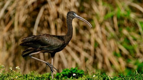 Side view of a glossy ibis