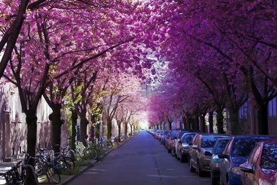 View of cherry trees along road
