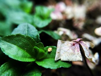 Close-up of fresh green plant