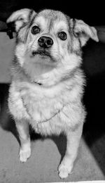 Close-up portrait of dog sitting