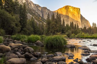 Scenic view of river flowing through forest