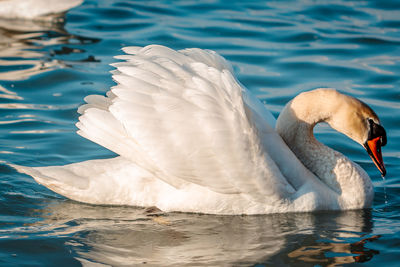 Swans swimming in lake