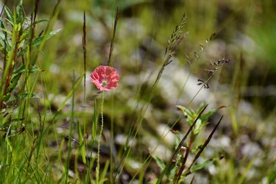 Close-up of pink flowering plants on field