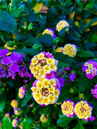 Close-up of purple flowering plants in park