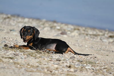 Black dog looking away