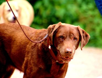 Close-up portrait of dog