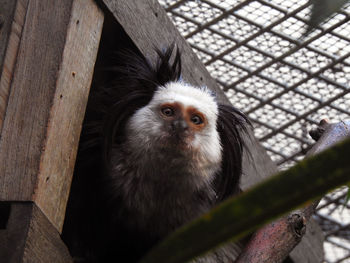 Portrait of monkey on wood