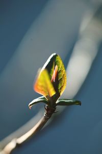 Close-up of flower against blurred background