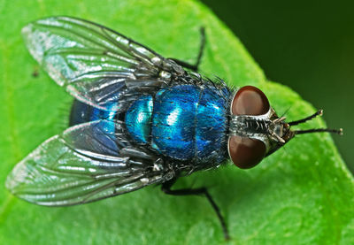 Close-up of fly on leaf