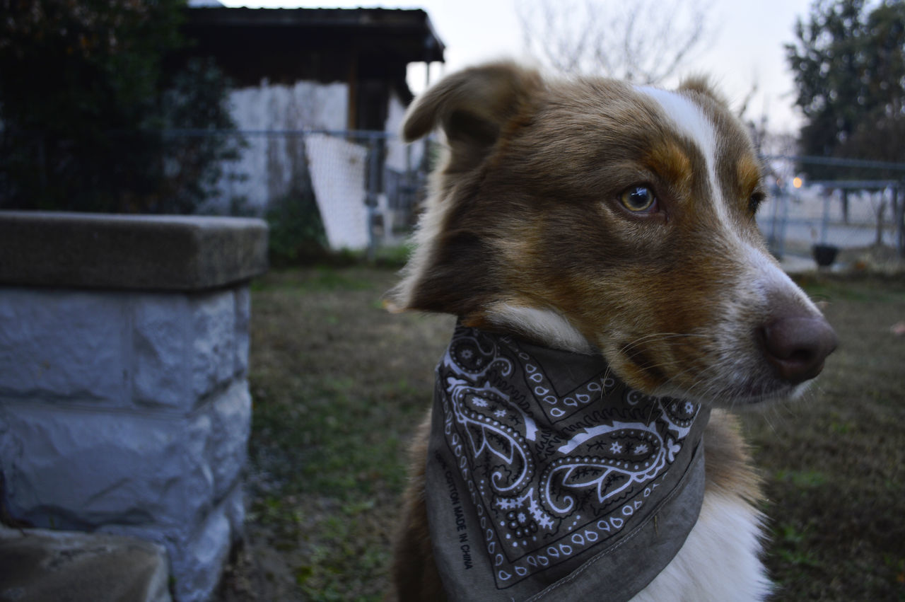 animal themes, domestic animals, one animal, mammal, dog, pets, focus on foreground, animal head, field, close-up, grass, looking away, day, outdoors, portrait, grassy, animal body part, no people, part of, pet collar