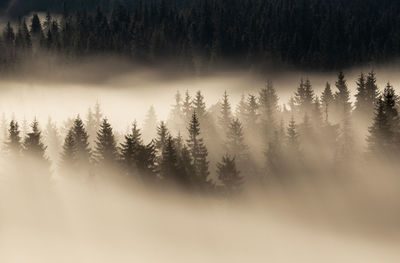 Nature landscape in rodnei mountains