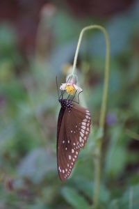 Close-up of butterfly on leaf