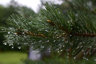 Close-up of raindrops on pine tree