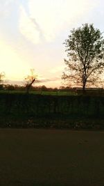 Trees on field at sunset