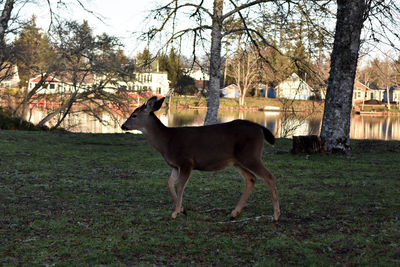 Dog walking on grassy field