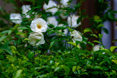 Close-up of white flowering plant