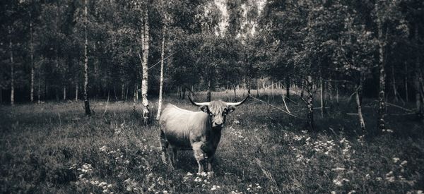 Horse standing in a field