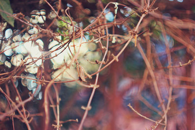 Close-up of dry leaves on branch