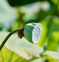 Close-up of butterfly on plant