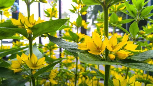 Close-up of yellow butterfly on plant