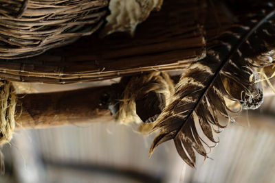 Close-up of dry plant in basket