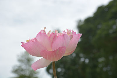 Close-up of pink flowering plant