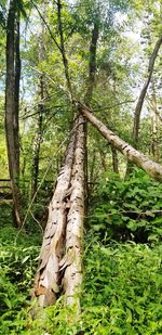 Trees growing in forest