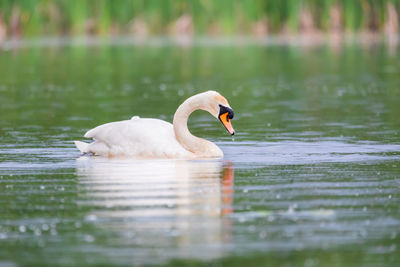 Swan swimming in lake