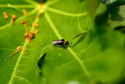 Close-up of insect on leaf