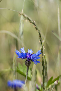 Close-up of insect on flower