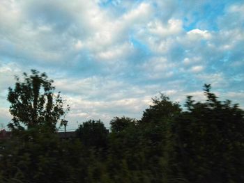 Low angle view of trees on field against sky