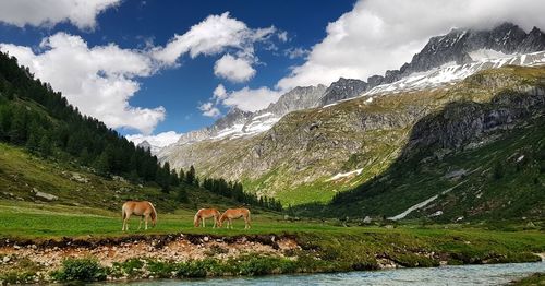 View of a horses in mountain field