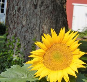 Close-up of yellow flower