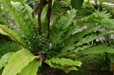 Close-up of fresh green plants