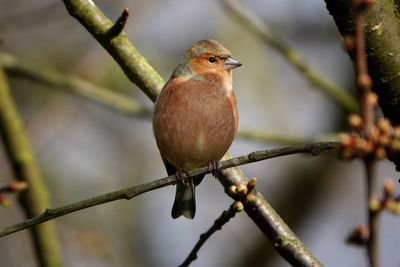 Chaffinch in the tree 