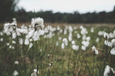 Close-up of white dandelion flower on field