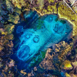 High angle view of jellyfish swimming in sea