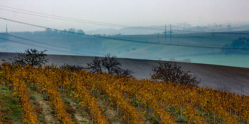 Plants growing on land against sky