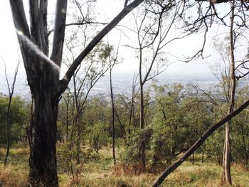 Trees in forest against sky