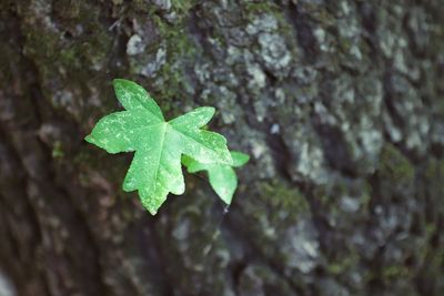 Close-up of green leaves on tree trunk