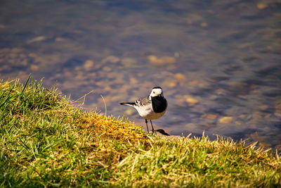Bird on grass at lakeshore