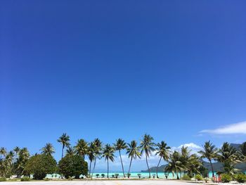 Palm trees on beach against clear blue sky