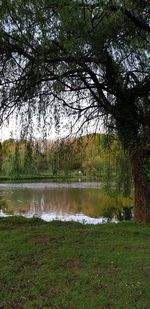 Scenic view of lake by trees on field