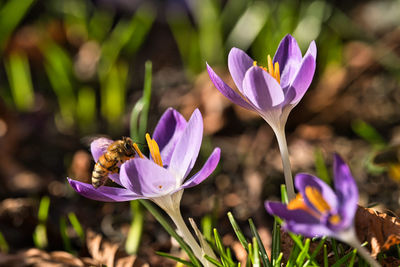 Close-up of purple crocus flowers on land