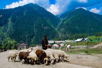 Panoramic view of people at farm against sky