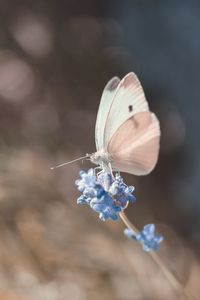 Close-up of butterfly on purple flower
