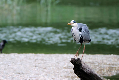 Bird perching on wooden post